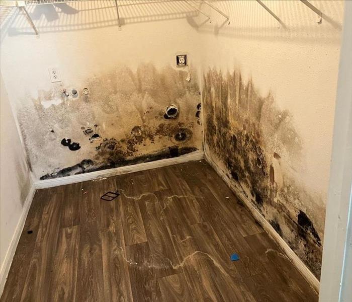 A home or business with MOLD damage